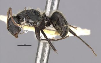 Media type: image;   Entomology 21603 Aspect: habitus lateral view